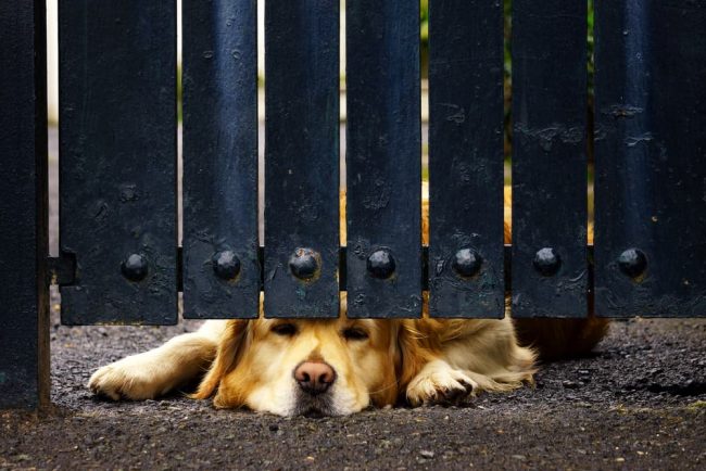 What to Consider When Building a Fence for Your Dog