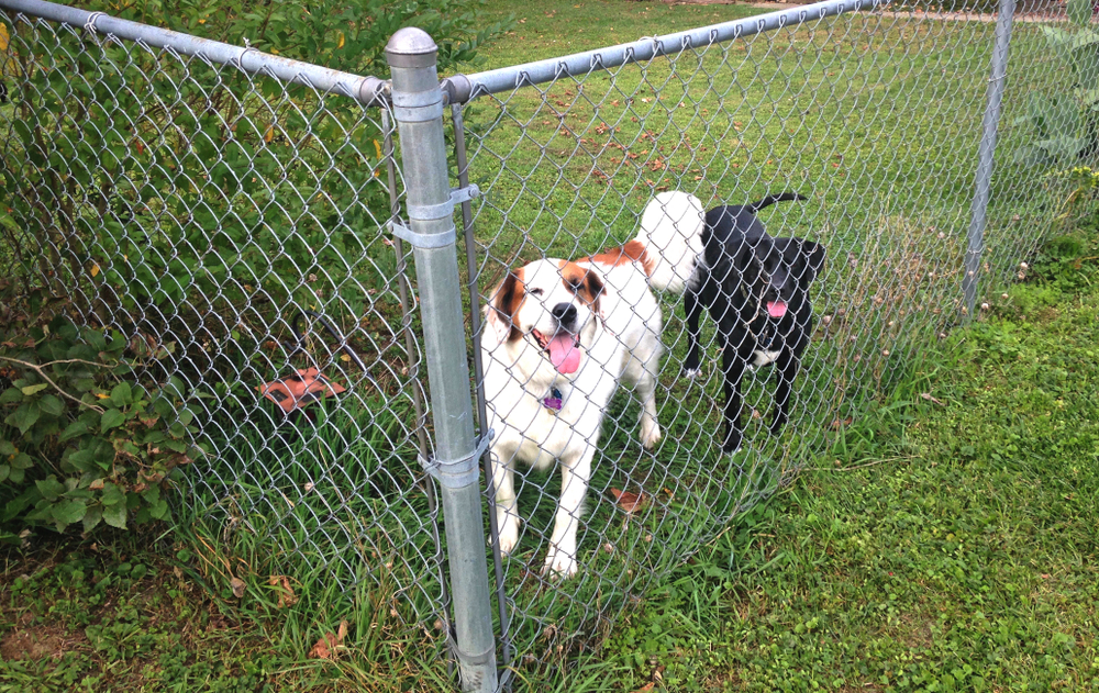 dogs and chain link fence