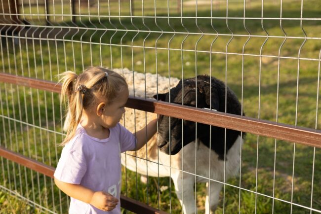 Sheep in pet enclosure