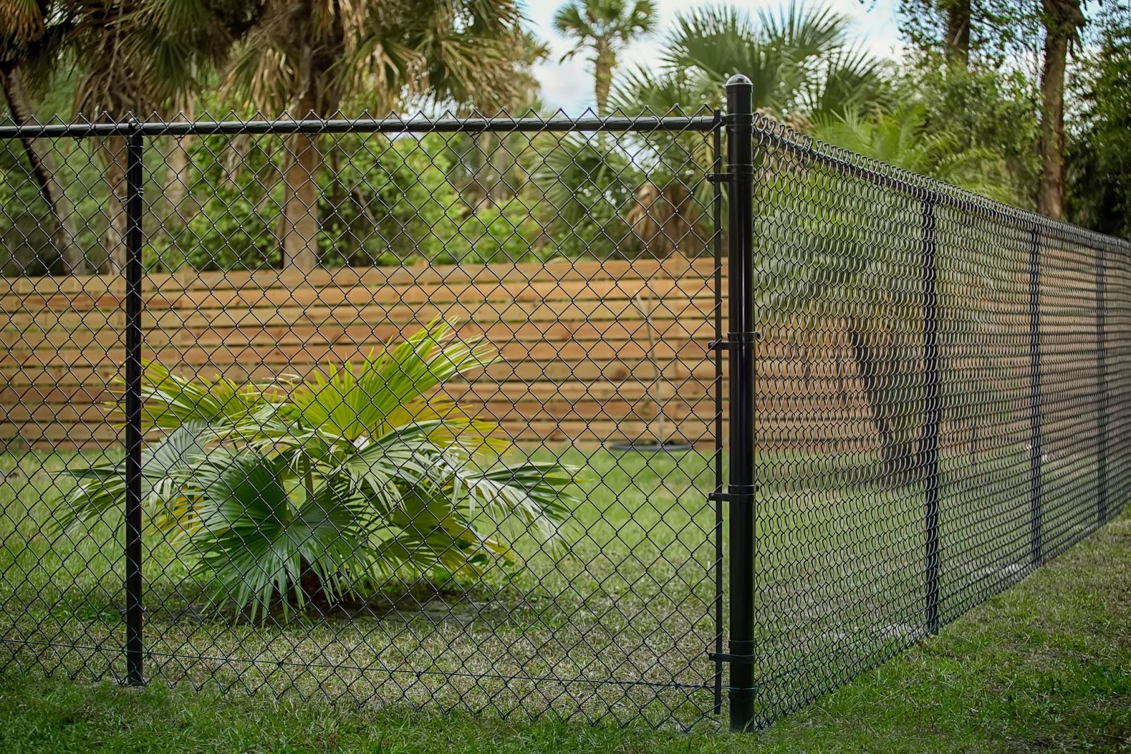 A black chain-link fence encloses a grassy yard with palm trees and a wooden privacy fence behind.