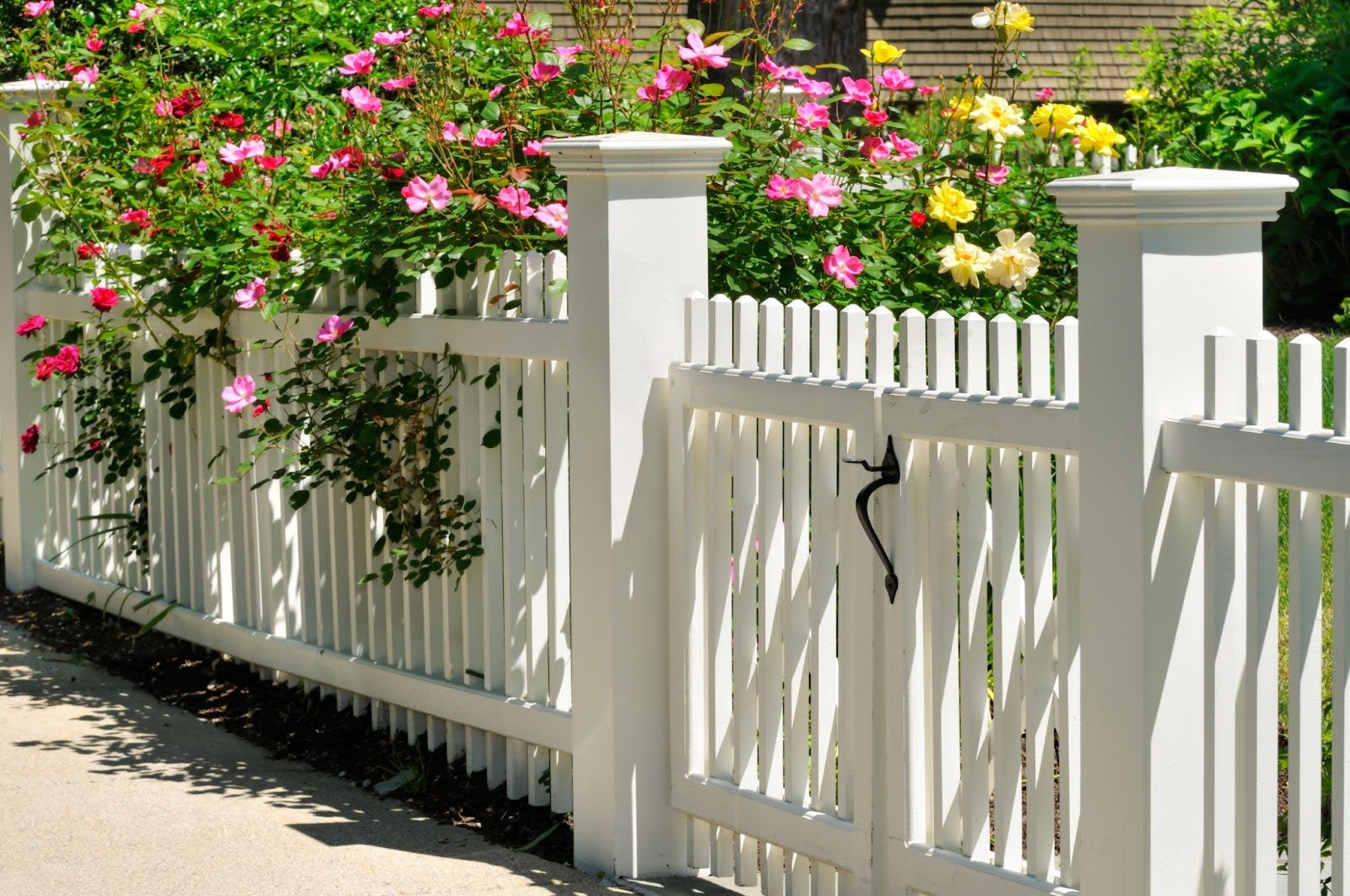 A white picket fence with a gate, surrounded by vibrant roses and greenery on a sunny day